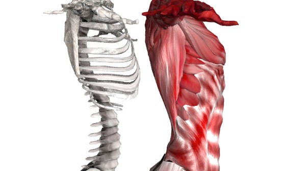 肋骨の骨格と筋肉